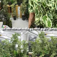 بنجامین ابلق پرشاخه و پربرگ