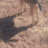 سلام ی قلاده توله سگ سرابی مخصوص مخصوص نگهبانی|سگ|قیدار, |دیوار