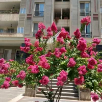 استخدام نگهبان