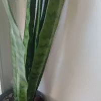 انواع گل|گل و گیاه طبیعی|فیرورق, |دیوار