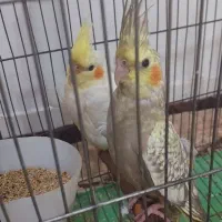 عروس هلندی سرحال