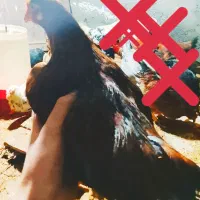 نیمچه مرغ محلی ۴ونیم ماهه درجه۱ قیمت استثنایی