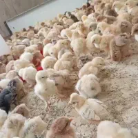 فروش برهما جوجه