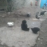 مرغ ابریشمی باجوجه