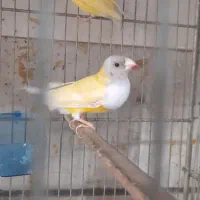 جفت  فنچ گلدین