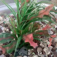 سنگ تزئینی آکواریوم|ماهی|بروجرد, |دیوار