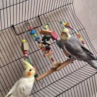یک جفت عروس هلندی نروماده همراه قفس بزرگ وحرفه ای|پرنده|اسلام‌شهر, زرافشان|دیوار