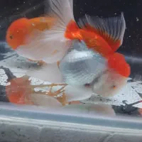 گلدفیش گریدAA|ماهی|قم, علی آباد سعدگان|دیوار