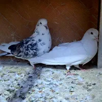 کفتر پرشی|پرنده|کرج, خرمدشت|دیوار