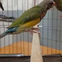 تعدادی گلدین بالغ و جوجه|پرنده|صباشهر, |دیوار