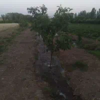 فروش باغ ۱۱۰۰متری روستای ینگجه|فروش زمین و ملک کلنگی|زنجان, |دیوار