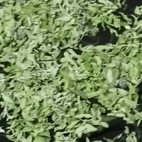 سبزی خشک