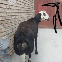 بره قوچی سیمنتال