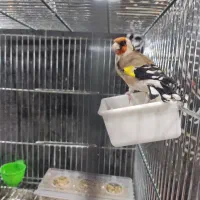 سهره نر سه ساله. جفتی قناری