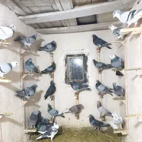 کبوتر المانی بوم|پرنده|مشهد, طلاب|دیوار