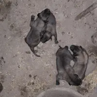 توله ماده فروشی