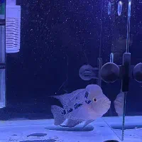 فلاور هورن درجه یک|ماهی|اردبیل, |دیوار