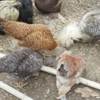 مرغ محلی|حیوانات مزرعه|رشت, لاکان شهر|دیوار