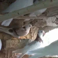 کفتر