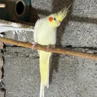 یک جفت عروس هلندی لوتینو (کلکسیونی)|پرنده|دره شهر, |دیوار