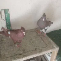 ۳جفت بهبهانی