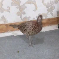 قرقابل|پرنده|مشهد, امیریه|دیوار