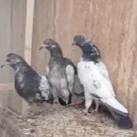 کبوتروارداتی اماراتی با پلاک و شماره