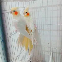 جفت عروس لوتینو و زعفرونی سایز کینگ و درشت