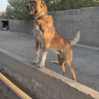 واگذاری سگ دهن پاک|سگ|سبزوار, پاسداران|دیوار