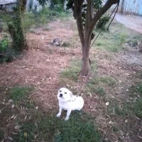 سگ پاکوتاه|سگ|جویبار, |دیوار