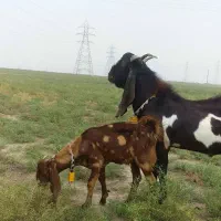 نر بز پاکستانی تکه گوش بلند اصیل|حیوانات مزرعه|گنبد کاووس, |دیوار