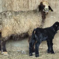 دو راس میش بره دار  بره نرهست|حیوانات مزرعه|طسوج, |دیوار