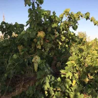 باغ ثمرده انگور و میوه