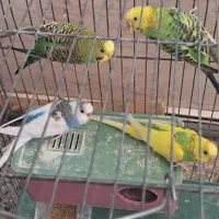 مرغ عشق خونگی