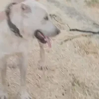 گم شدن سگ|حیوانات|ششطراز, |دیوار