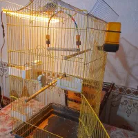 عروس هلندی نر  دوکت اهلی با قفس بزرگ یک متری|پرنده|تبریز, |دیوار