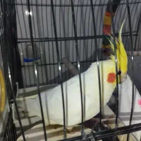 عروس هلندی نر|پرنده|جوانرود, |دیوار