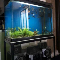 اکواریوم کمری و ماهی|ماهی|دماوند, دماوند|دیوار