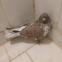 3عدد حیوان تهرانی گرکی|پرنده|پاکدشت, پاکدشت (مامازند)|دیوار