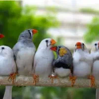 فنچ داشتی خبر بده