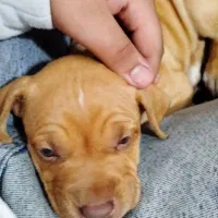 توله سگ پیت بول