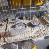 فنچ لپ قرمز|پرنده|تهران, نعمت‌آباد|دیوار