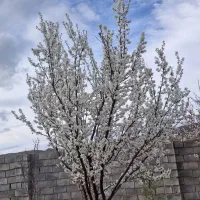 ویلای خوش اب وهموا بهترین مکان|فروش خانه و ویلا|کشکوئیه, |دیوار