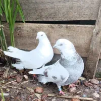 کبوتر پاک سفید.کله ماستی.پرشی|پرنده|لنگرود, |دیوار