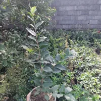 یاس هلندی سطل 3