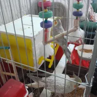 عروس هلندی|پرنده|پاکدشت, پاکدشت (مامازند)|دیوار