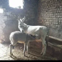 شیر الاغ