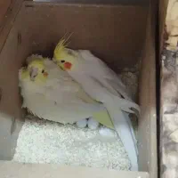 چهار جفت عروس هلندی رو تخم و جوجه|پرنده|قم, ارم|دیوار