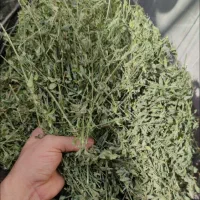 پرس یونجه و کاه نرم تحویل در محل دامداری
