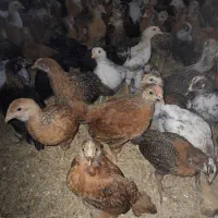 جوجه مرغ و خروس محلی یک ماهه نژاد گلپایگان